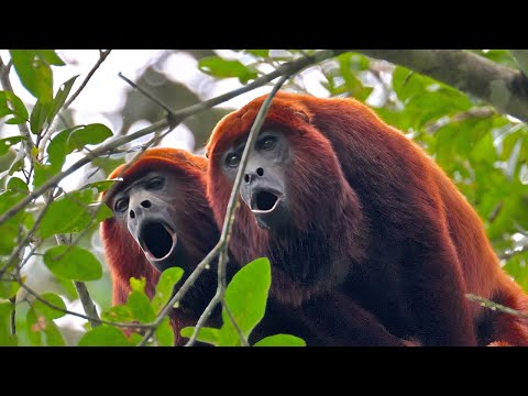 Red Howler Monkeys Howling Haunting Sound Of The Amazon Rainforest