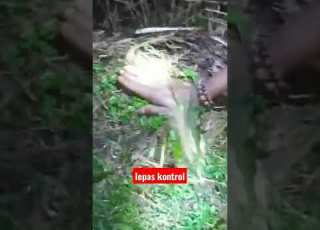 Lepas Kuku Macan Kaluar