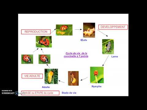 Cycle De Développement Des Animaux