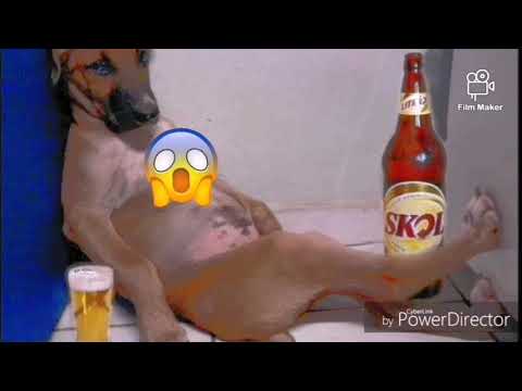 طبطب الهوى علينا شاديه رؤيه مختلفه