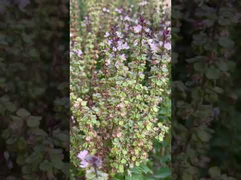 للمونتاج ريحان