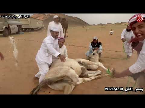 طريقة وسم الابل