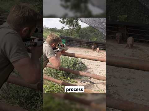 Pablo Escobars Nilpferde Fangen