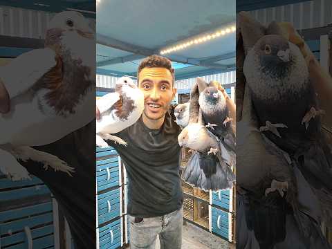 All My Pigeons I Wonder What Kind They Are Youssef Sobhi