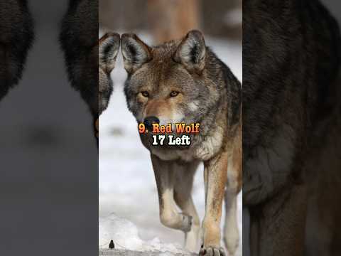 Animals That Will Extinct Soon Shorts