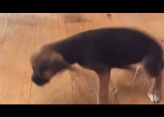 Dog Dances As He Pees On The Floor