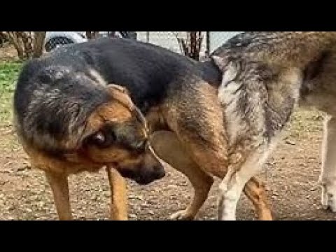 Enjoy Dog Waiting Second Mating Meeting With Beautiful Female Dog Dogmom Dog Cutedog