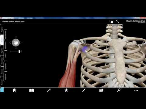 Upper Limb1b DR SAMEH GHAZY