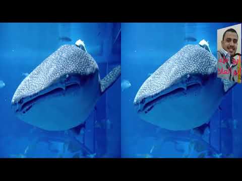 الطبلاوي سلطان التلاوات القرآنية وتلاوة رائعة صدى صوت من سورة فصلت من التسجيلات النادره إذاعة الطبلاوي سلطان التلاوات القرآنية وتلاوة رائعة صدى صوت من سورة فصلت من التسجيلات النادره إذاعة