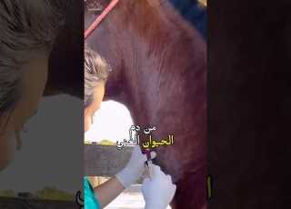  كيف يساعد الحصان في صنع مضاد سم الأفاعي
