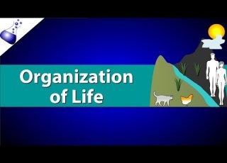  Organization Of Life