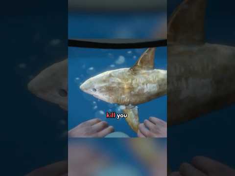 How NOT To Get Killed By A Shark In GTA 5 Gta5 Gtav Gtaonline DarkViperAU
