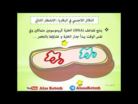 التكاثر اللاجنسي في البكتريا