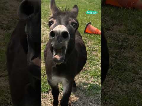 The Donkey Has Something Important To Say Shorts FurryTails