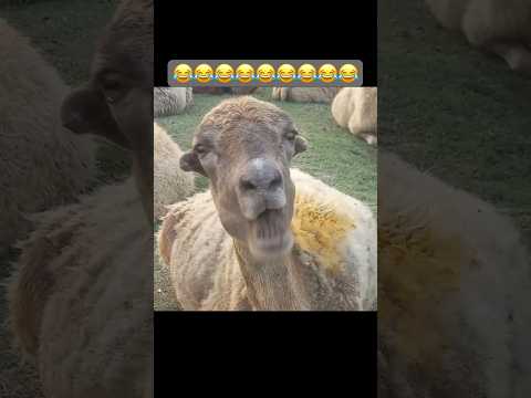 الخروف يمضغ العلكه ضحك موت The Sheep Chews Gum Very Funny Eating Gum Sheep Trending خروف كبش