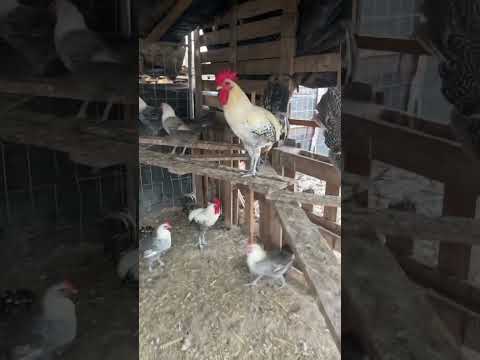 دجاج الفيومي المصري مزرعة با عبدو