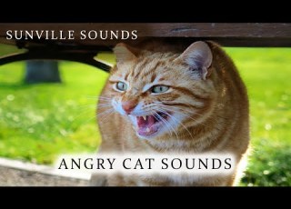 Angry Cat Sound Scary Animal Sounds With Peter Baeten