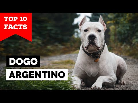 Dogo Argentino Top 10 Facts