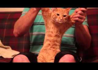Cat Dancing Dubstep Skrillex Cinema HD 1080P