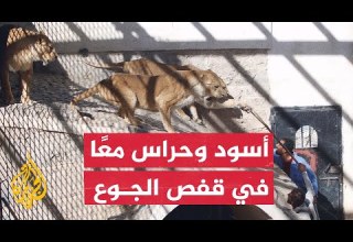 رغم شكواهم من قلة الطعام هكذا يتعامل حراس حديقة حيوان صنعاء مع الأسود