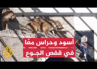 رغم شكواهم من قلة الطعام هكذا يتعامل حراس حديقة حيوان صنعاء مع الأسود