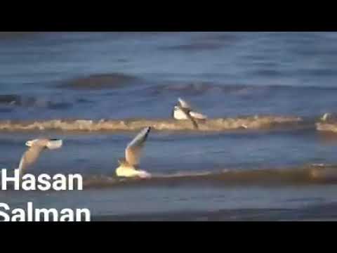 فؤاد غازي يا طير و ناشدك بالله