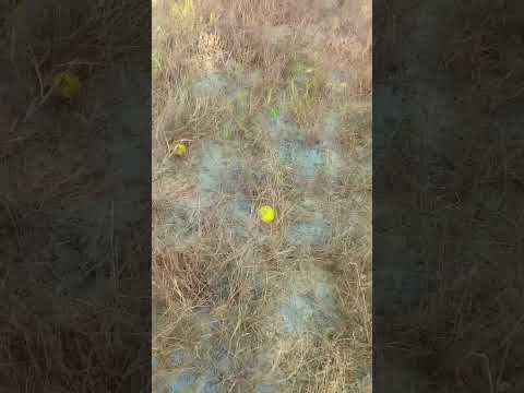 صحرائے تھر میں کثرت سے پایا جانے والا تتورا