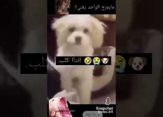 انتا كلب ههههههه