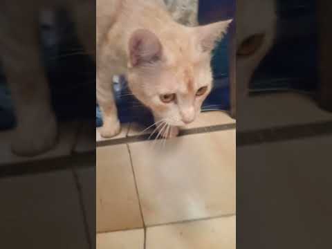 Cutecat Cute Cat Tangi Adoreble Cats Funny Adorably Turu Kitten Pets Straycat