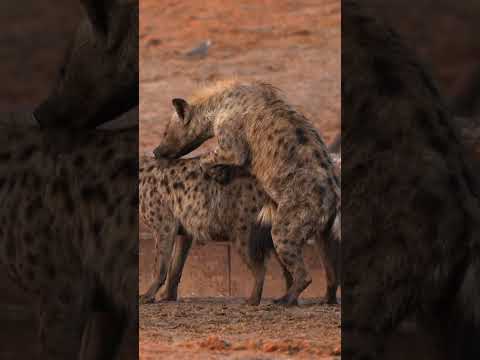 Hyena Passes Out After Happy Ending