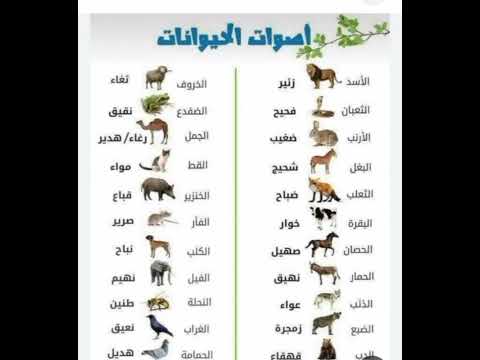 أصوات الحيوانات