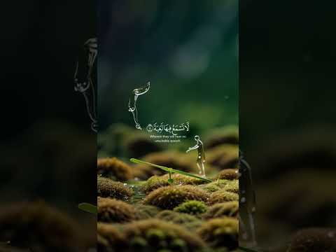 قرأن كريم بصوت القارئ شيخ عبد الرحمان مسعد