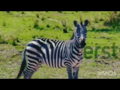 LULENGANIJA CHENGE BHUJUMBE BHONG WANA MBITI Prod By Mbasha Studio 2026 Mp3