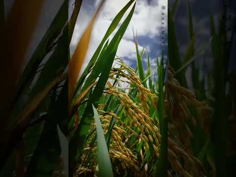 Rice Farming Video Edit Whatsappstatus