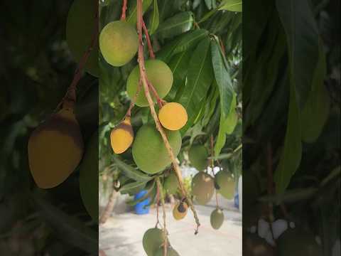 Mangosaison Naht Tropisch TropischeFrüchte Mango