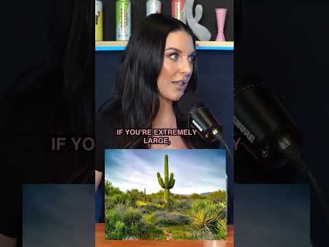 Angela White Questions Does Size Matters