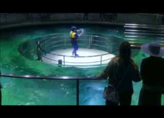 日本初 ブリが主役のショーを一部公開