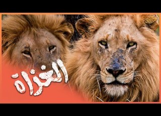  The Group That Made Terror A Given The Kings Of Africa The Maginglans Lions