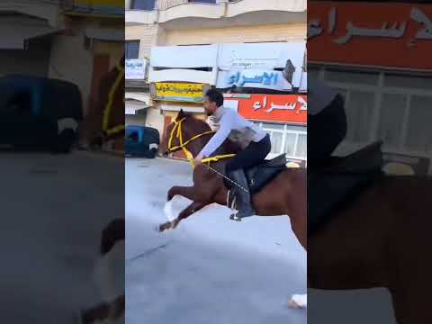 خيل خيل عربيه اصيله خيل عربيه فرس فرسان خيالة حصان حصان عربي اصيل Horse Horseracing مصر