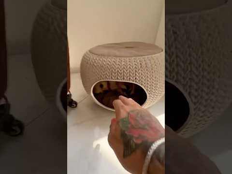 Doing Kuchi Kuchi To My Chihuahuas