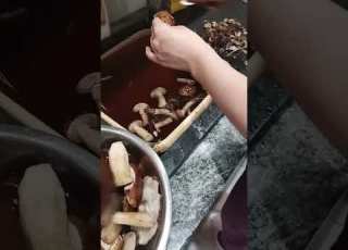 Чистимо і варимо польські гриби