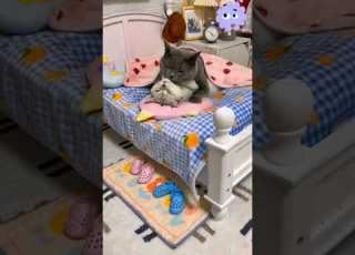Billa And Billi Ki Romance Funny Trending Viralvideo Shorts Cat Truelove