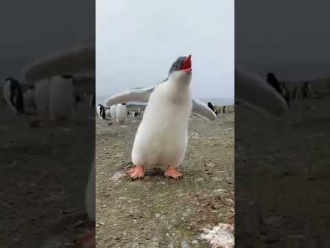 صوت البطريق حيوانات