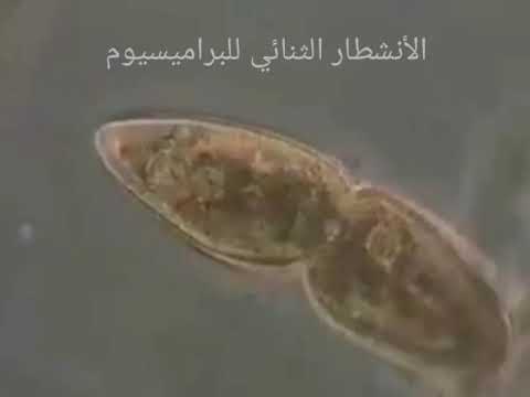 التكاثر اللاجنسي الأنشطار الثنائي والتبرعم والتجدد التكاثر اللاجنسي الأنشطار الثنائي والتبرعم والتجدد