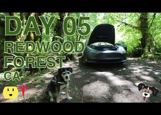  The Ultimate Tesla Model 3 Road Trip With My Dog Eco Friendly Travel To National Parks Redwoods