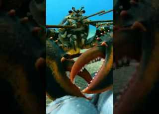  Have You Ever Seen A Lobster This Big Shorts Lobster Underwater Fishing