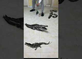  Wow Very Dangerous Crocodile Drawing Shorts Shortsvideo Amazing Drawing Short