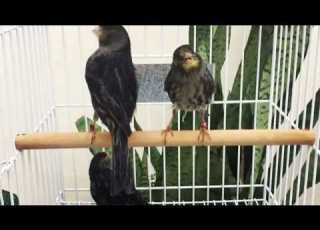  كناري رمادي على اسود