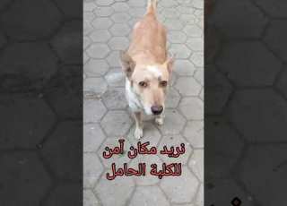الكلبة التي تبكي تحتاج مكان آمن A Crying Dog Needs A Place