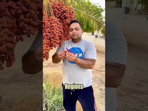 Medjool Dates The King Of Dates World S Most Productive Date Palm Medjool Dates The King Of Dates World S Most Productive Date Palm